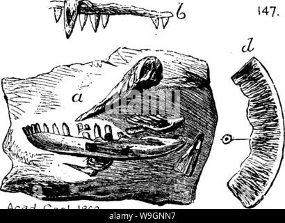 Archiv Bild ab Seite 304 der ein Wörterbuch der Fossilien Stockfoto