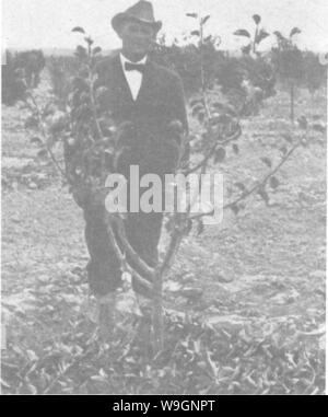 Archiv Bild ab Seite 304 Der Enzyklopädie von praktischen Gartenbau; Stockfoto