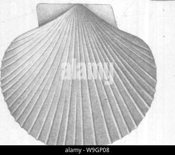 Archiv Bild von Seite 307 Brachiopoda und Lamellibranchiata der Stockfoto