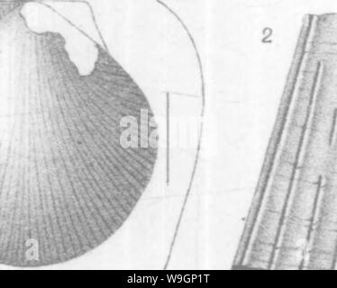 Archiv Bild von Seite 307 Brachiopoda und Lamellibranchiata der Stockfoto