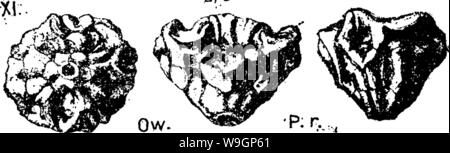 Archiv Bild von Seite 309 Wörterbuch der Fossilien Stockfoto