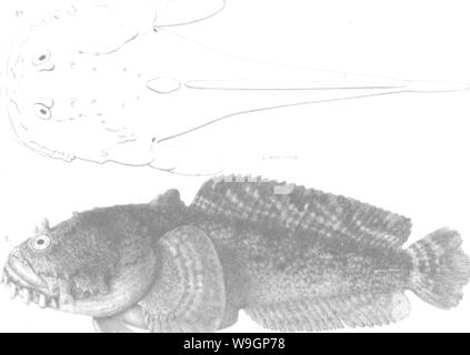 Archiv Bild von Seite 310 einer Geschichte der Fische Stockfoto