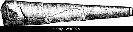 Archiv Bild von Seite 310 Wörterbuch der Fossilien Stockfoto