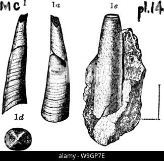 Archiv Bild von Seite 310 Wörterbuch der Fossilien Stockfoto