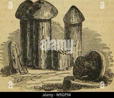 Archiv Bild ab Seite 310 von Insekt Architektur (1846) Stockfoto