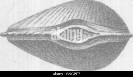 Archiv Bild ab Seite 313 Der brachiopoda und Lamellibranchiata der