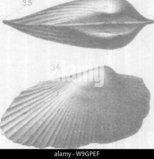 Archiv Bild ab Seite 313 Der brachiopoda und Lamellibranchiata der