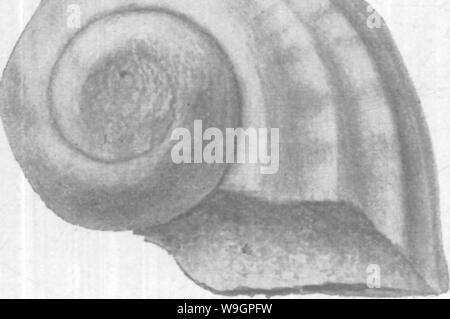 Archiv Bild von Seite 314 Gasteropoda und Cephalopoda der Stockfoto