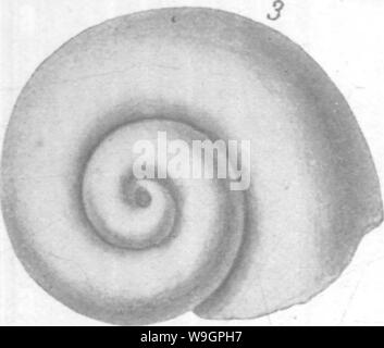 Archiv Bild von Seite 314 Gasteropoda und Cephalopoda der Stockfoto