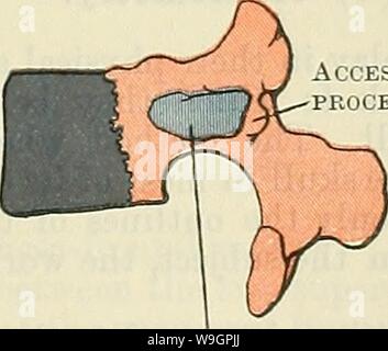 Archiv Bild ab Seite 316 von Cunningham's Lehrbuch der Anatomie (1914). Cunninghams Lehrbuch der Anatomie cunninghamstextb 00 cunn Jahr: 1914 (Zubehör Prozess Rippenbögen Element (RIB) sakrale Rippenbögen element Gelegentlich foramen transversarium ich Neuro-Zentrale naht Stockfoto