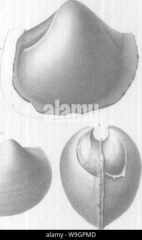 Archiv Bild von Seite 317 Brachiopoda und Lamellibranchiata der Stockfoto