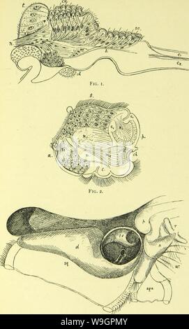 Archiv Bild ab Seite 316 der Anatomie, Physiologie, Morphologie und Stockfoto