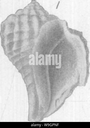 Archiv Bild von Seite 317 Gasteropoda und Cephalopoda der Stockfoto