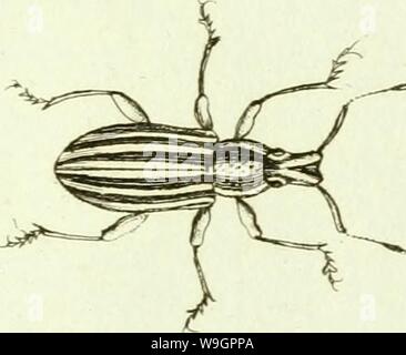 Archiv Bild ab Seite 318 von [Curculionidae] (1800) Stockfoto