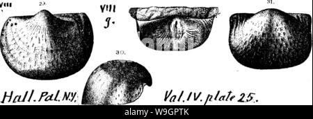 Archiv Bild ab Seite 319 von einem Wörterbuch der Fossilien Stockfoto