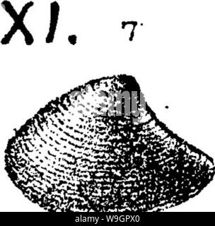 Archiv Bild von Seite 320 Wörterbuch der Fossilien Stockfoto