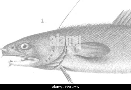 Archiv Bild von Seite 320 einer Geschichte der Fische Stockfoto