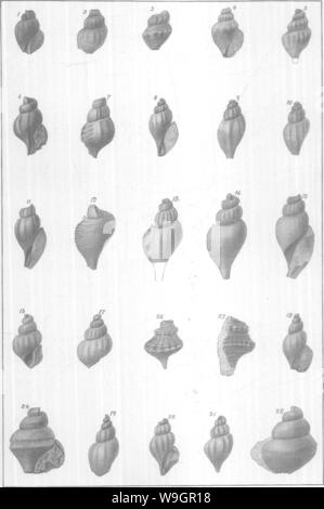 Archiv Bild ab Seite 320 von gasteropoda und Cephalopoda der Stockfoto