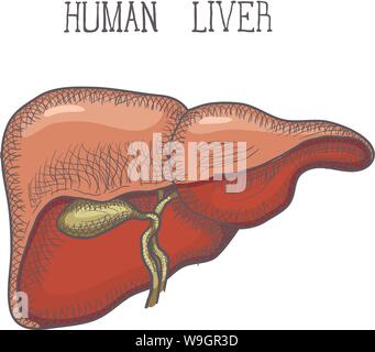 Skizze Tinte der menschlichen Leber, Hand gezeichnet, doodle Stil, graviert Anatomische Abbildung. Vektor Stock Vektor