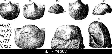 Archiv Bild ab Seite 323 ein Wörterbuch der Fossilien Stockfoto