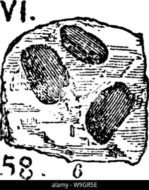 Archiv Bild ab Seite 323 ein Wörterbuch der Fossilien Stockfoto