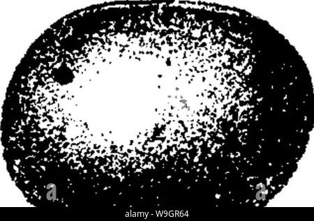 Archiv Bild von Seite 324 Wörterbuch der Fossilien Stockfoto