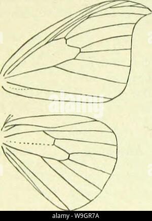 Archiv Bild ab Seite 325 von einem Handbuch der britischen Lepidoptera. Ein Handbuch der Britischen lepidoptera CUbiodiversity 1126142 Jahr: 1895 (316 LASIOCAMPINA [CILIX OOSta erreichen; eine unterbrochene graue Anschlussklemme streifen. Hind - Flügel weiß, oft gräulich im Disc; Eine schmale graue Anschlussklemme Faszien. Großbritannien in Lanark, Irland, gemeinsame; C. und S. Europa, sep. Asien, Nordamerika; 5, 6, 8. Larve dunkelbraun, blasser und rötlich-dorsal getönt, vor allem am 5. und 6.; dorsale Linie dunkler; manchmal eine spiracular weißer Fleck auf 12; Paar kleine tuberkulösen Protuberanzen am 3. und 4.: am Weißdorn und Schlehe; 6, 7, 9, 10. Stockfoto