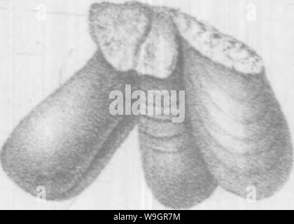 Archiv Bild ab Seite 325 von brachiopoda und Lamellibranchiata der Stockfoto