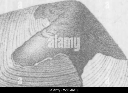 Archiv Bild ab Seite 327 Der brachiopoda und Lamellibranchiata der Stockfoto