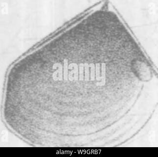 Archiv Bild ab Seite 327 Der brachiopoda und Lamellibranchiata der Stockfoto