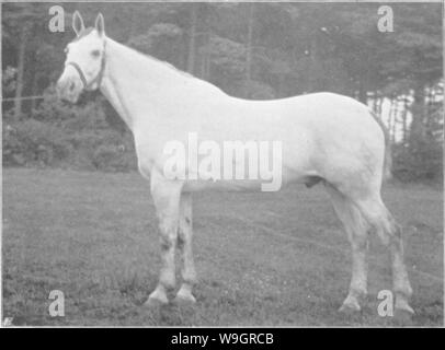 Archiv Bild ab Seite 328 der Punkte des Pferdes; ein Stockfoto