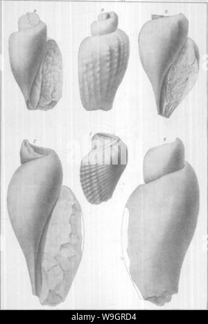 Archiv Bild ab Seite 329 von gasteropoda und Cephalopoda der Stockfoto