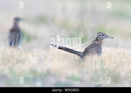 Mehr Roadrunner, (Geococcyx californus), Bosque Del Apache National Wildlife Refuge, New Mexico, USA. Stockfoto