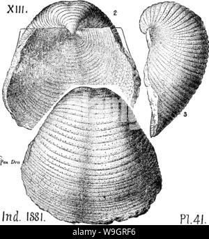 Archiv Bild ab Seite 331 von einem Wörterbuch der Fossilien Stockfoto