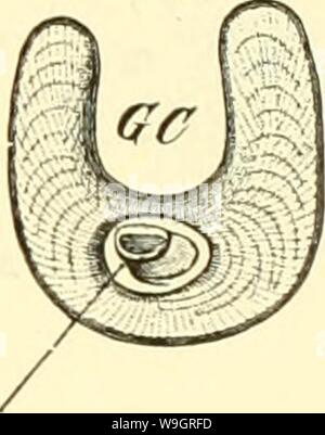 Archiv Bild ab Seite 330 von Einführung in die vergleichende Anatomie. Einführung in die vergleichende Anatomie der Wirbeltiere, für Studierende einfhrungindie 00 wied Jahr: 1907 (J'Schildkröten besitzen im ausgewachsenen Zustande keine Zähne, und your Kieferränder Sindh, ganz ähnlich wie bei Vögeln, von Hörn seh ei den überzogen Sterben. Daß aber beide von zahntragenden Vorfahren abstammen, ist sicher erwiesen, denn viele fossile Vögel waren Bezahnt, und Embryonen gewisser Schildkröten (trionyx) besitzen noch Zahnanlagen, sterben, als wieder schwinden. Säugetiere. Bei Säugetieren geht sterben Stockfoto