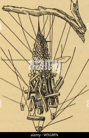 Archiv Bild von Seite 331 des amerikanischen Spinnen und Ihre Spinnerei Stockfoto