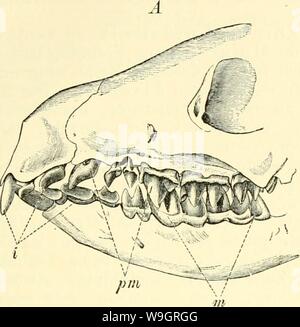 Archiv Bild ab Seite 332 von Einführung in die vergleichende Anatomie. Einführung in die vergleichende Anatomie der Wirbeltiere, für Studierende einfhrungindie 00 wied Jahr: 1907 (Zähne der Säugetiere. 301 Stockfoto