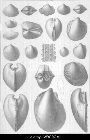 Archiv Bild ab Seite 331 Der brachiopoda und Lamellibranchiata der Stockfoto
