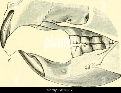Archiv Bild ab Seite 332 von Einführung in die vergleichende Anatomie Stockfoto