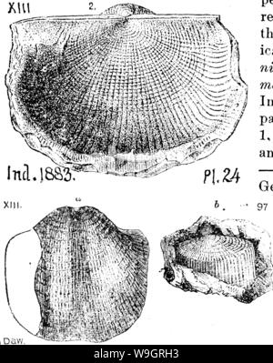 Archiv Bild ab Seite 332 von einem Wörterbuch der Fossilien Stockfoto