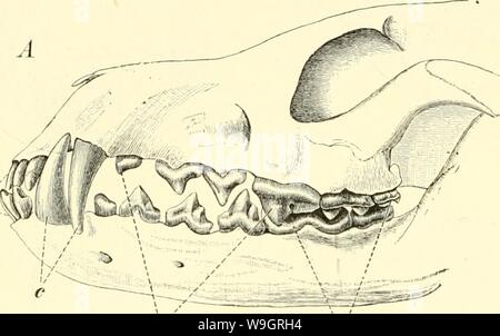 Archiv Bild ab Seite 331 von Einführung in die vergleichende Anatomie. Einführung in die vergleichende Anatomie der Wirbeltiere, für Studierende einfhrungindie 00 wied Jahr: 1907 (300 Zähne der Säugetiere. Sängetierzähne im Laufe der Stammesentwickelung eine Verminderang erfahren hat. Wie bereits erwähnt, sind Sterben Zahngenerationen der Säugetiere in der Regel auf zwei beschränkt; man bezeichnet sie als das milchgebiß und als das endgültige oder Ersatz-Gebi ß (Dentes decidui et permanentes). Ersteres ist eine historisch ältere Zahnseneration. pm Joh. 0 Stockfoto