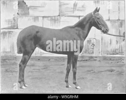 Archiv Bild ab Seite 331 der Punkte des Pferdes; ein Stockfoto