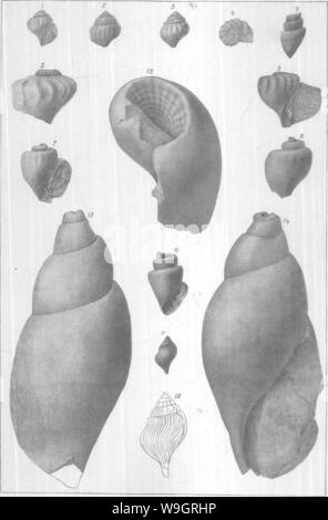 Archiv Bild ab Seite 332 von gasteropoda und Cephalopoda der Stockfoto