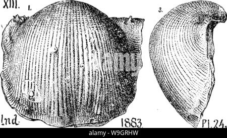 Archiv Bild ab Seite 332 von einem Wörterbuch der Fossilien Stockfoto