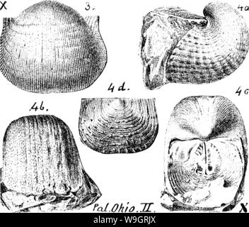 Archiv Bild ab Seite 334 von einem Wörterbuch der Fossilien Stockfoto