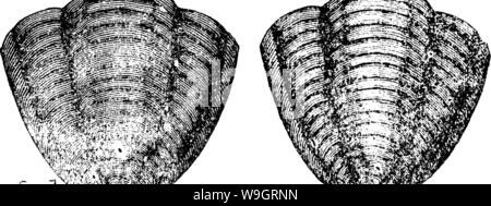 Archiv Bild ab Seite 336 von einem Wörterbuch der Fossilien Stockfoto