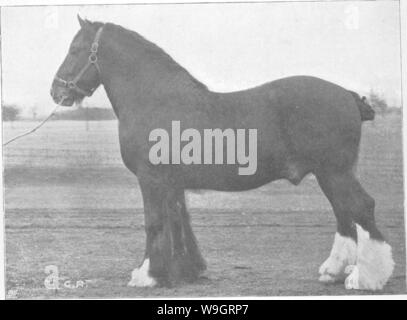 Archiv Bild ab Seite 334 der Punkte des Pferdes; ein Stockfoto