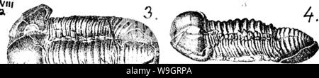 Archiv Bild ab Seite 336 von einem Wörterbuch der Fossilien Stockfoto