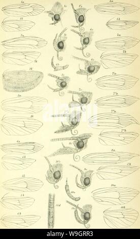 Archiv Bild ab Seite 336 Der insecta Britannica (1854) Stockfoto