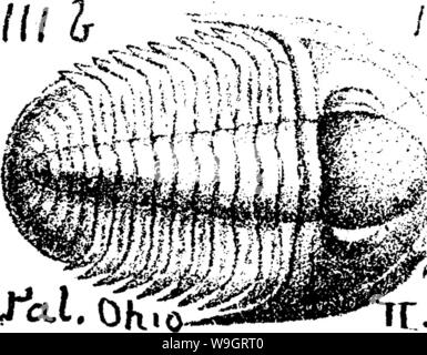 Archiv Bild von Seite 338 Wörterbuch der Fossilien Stockfoto